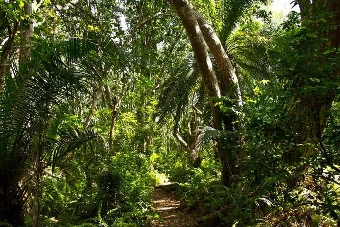 Framed Print : Jozani Forest National Park is a tiny remnant of the tropical woodlands that once covered all of Zanzibar Island, now virtually gone along with many e Framed Print : Jozani Forest National Park is a tiny remnant of the tropical woodlands that once covered all of Zanzibar Island, now virtually gone along with many e