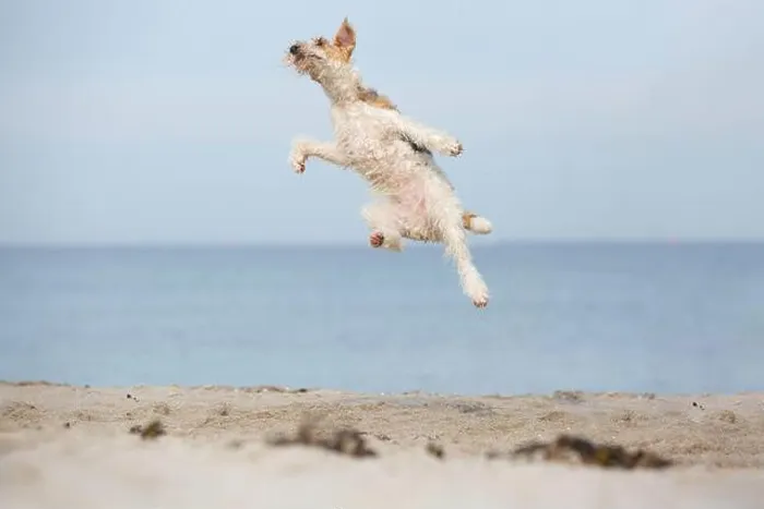 Framed Print : jumping Fox Terrier Framed Print : jumping Fox Terrier