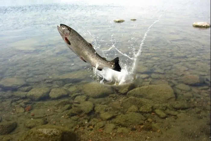 Framed Print : jumping out from water on white background trout Framed Print : jumping out from water on white background trout