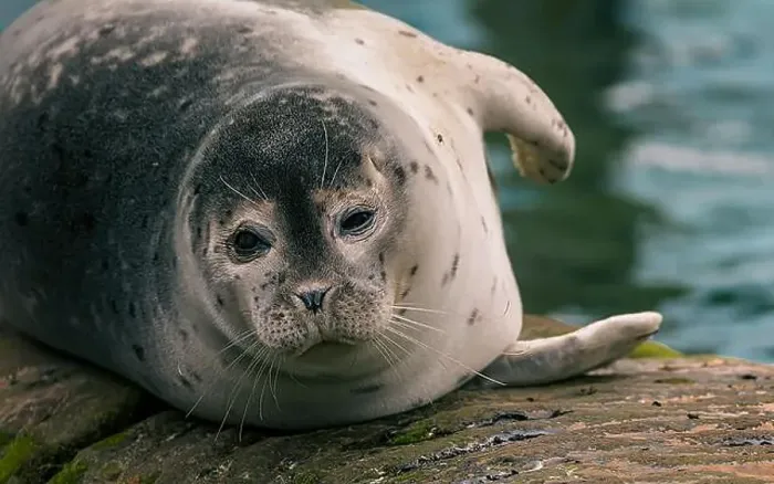 Framed Print : Just a chubby seal taking a break and contemplating life by the water. ðŸ¦ðŸ’¦ Framed Print : Just a chubby seal taking a break and contemplating life by the water. ðŸ¦ðŸ’¦