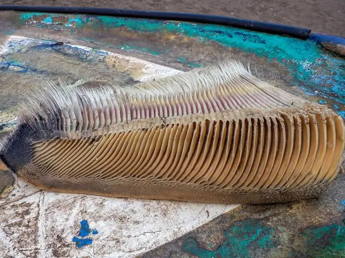 Framed Print : A just dead grey whale baleen detail close up Framed Print : A just dead grey whale baleen detail close up