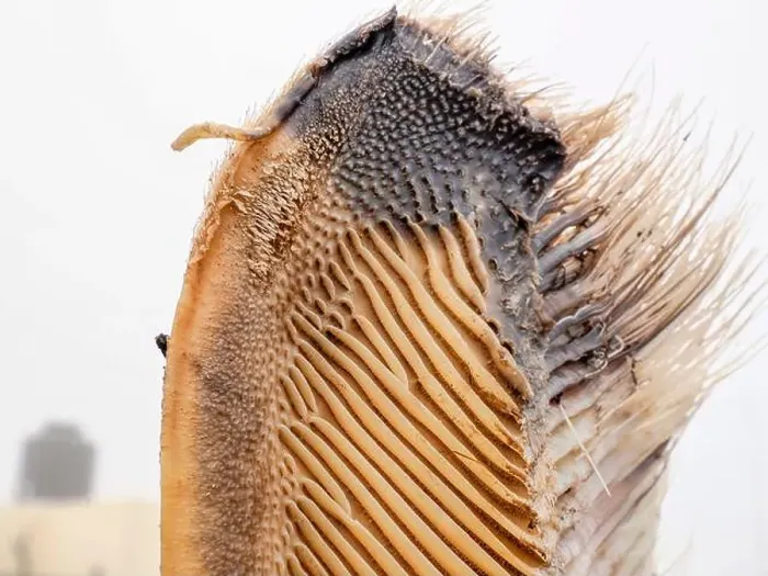 Framed Print : A just dead grey whale baleen detail close up Framed Print : A just dead grey whale baleen detail close up