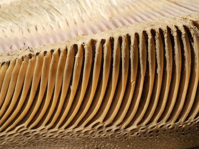 Framed Print : A just dead grey whale baleen detail close up Framed Print : A just dead grey whale baleen detail close up