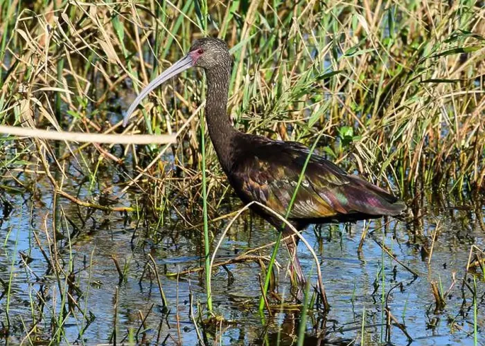 Framed Print : Juvenile American White Ibis Framed Print : Juvenile American White Ibis