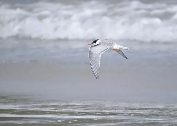 Framed Print : Juvenile Arctic tern on St Ninian's Isle tombolo, Shetland