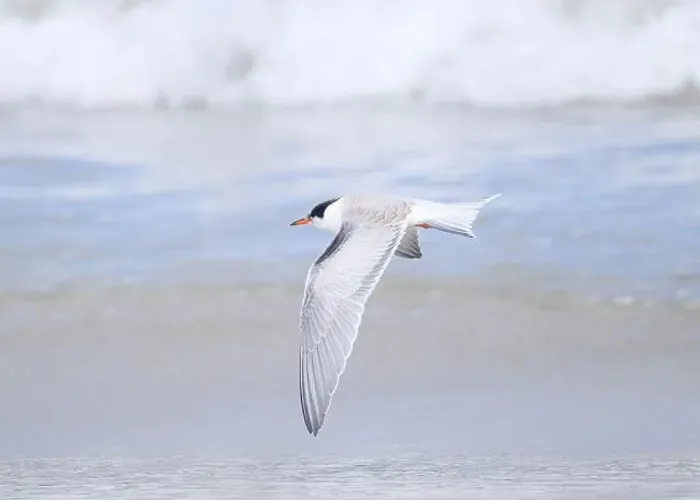 Framed Print : Juvenile Arctic tern on St Ninian's Isle tombolo, Shetland