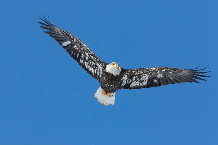 Framed Print : Juvenile bald eagle (Haliaeetus leucocephalus) flying under a blue sky. Region of Lanaudiere. Province of Quebec. Canada Framed Print : Juvenile bald eagle (Haliaeetus leucocephalus) flying under a blue sky. Region of Lanaudiere. Province of Quebec. Canada
