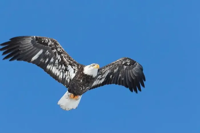 Framed Print : Juvenile bald eagle (Haliaeetus leucocephalus) flying under a blue sky. Region of Lanaudiere. Province of Quebec. Canada Framed Print : Juvenile bald eagle (Haliaeetus leucocephalus) flying under a blue sky. Region of Lanaudiere. Province of Quebec. Canada