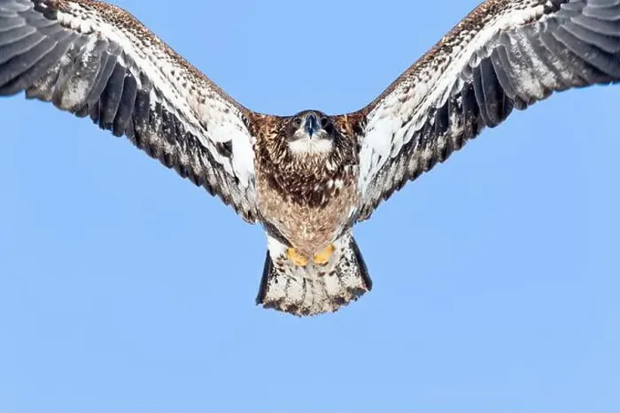 Framed Print : Juvenile bald eagle (Haliaeetus leucocephalus) flying under a blue sky. Region of Lanaudiere. Province of Quebec. Canada