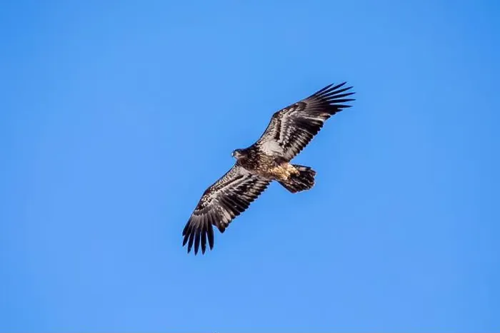 Framed Print : A juvenile bald eagle soaring in the clear blue sky on a winter day in Iowa, with copy space for text Framed Print : A juvenile bald eagle soaring in the clear blue sky on a winter day in Iowa, with copy space for text