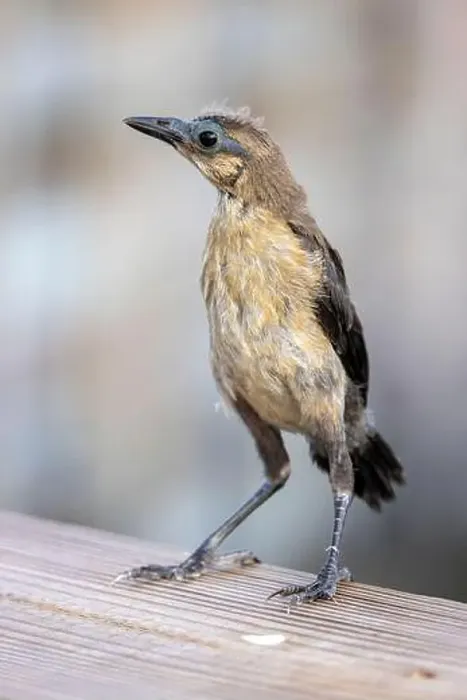 Framed Print : Juvenile boat-tailed grackle (Quiscalus major) - Wakodahatchee Wetlands, Delray Beach, Florida, USA Framed Print : Juvenile boat-tailed grackle (Quiscalus major) - Wakodahatchee Wetlands, Delray Beach, Florida, USA