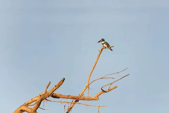 Framed Print : Juvenile female Belted kingfisher (Megaceryle alcyon) sitting on dead tree branch with prey Framed Print : Juvenile female Belted kingfisher (Megaceryle alcyon) sitting on dead tree branch with prey