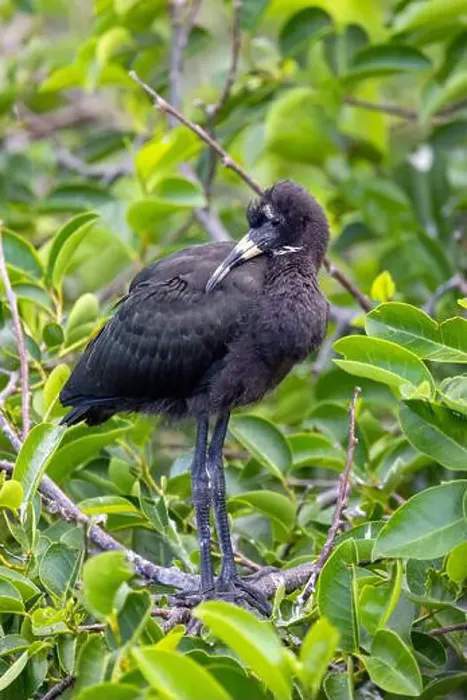 Framed Print : Juvenile glossy ibis (Plegadis falcinellus) - Wakodahatchee Wetlands, Delray Beach, Florida, USA Framed Print : Juvenile glossy ibis (Plegadis falcinellus) - Wakodahatchee Wetlands, Delray Beach, Florida, USA