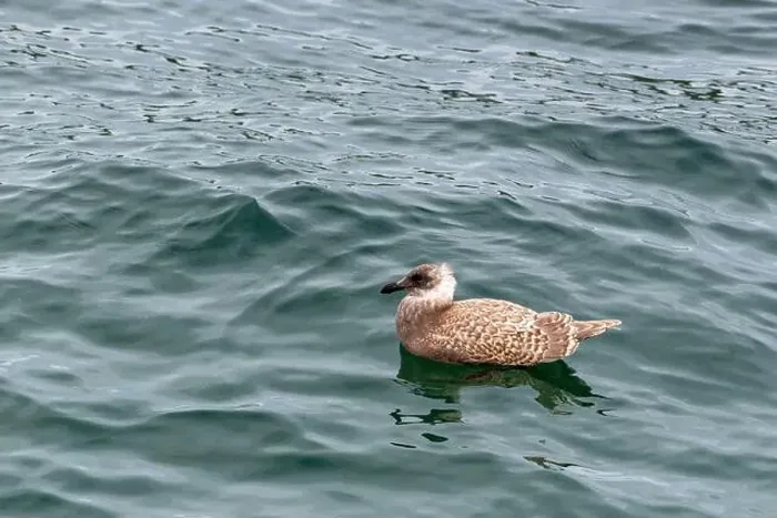 Framed Print : A juvenile gull swims in the waters of the Puget Sound, Washington, USA Framed Print : A juvenile gull swims in the waters of the Puget Sound, Washington, USA
