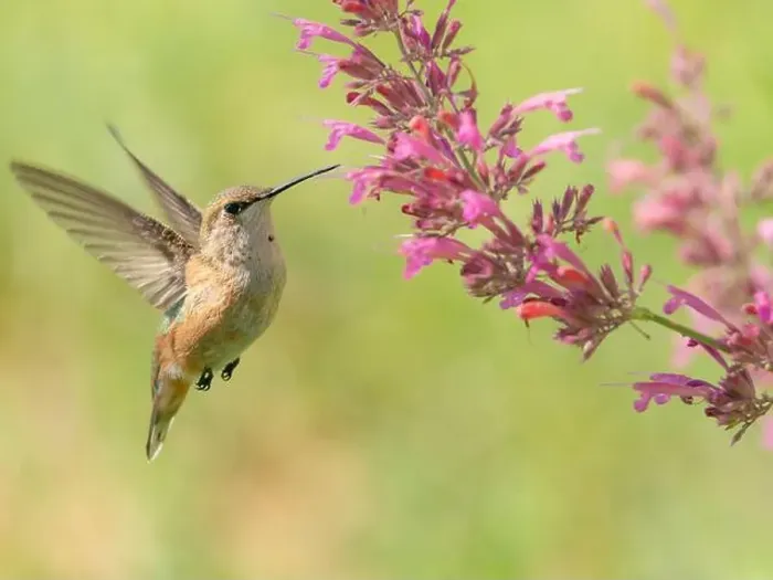Framed Print : Juvenile male Calliope hummingbird feeding on agastache flowers, New Mexico Framed Print : Juvenile male Calliope hummingbird feeding on agastache flowers, New Mexico