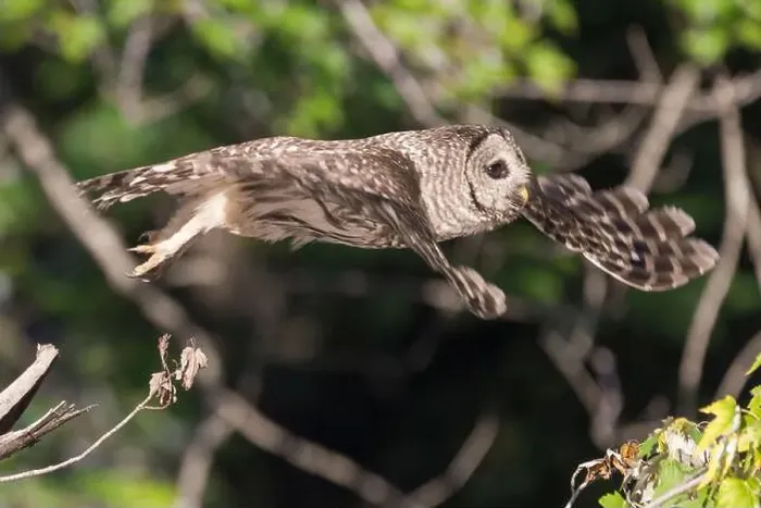 Framed Print : Juvenile Northern Barred owl (Strix varia) in flight. Chesapeake and Ohio Canal National Historical Park. Maryland. USA Framed Print : Juvenile Northern Barred owl (Strix varia) in flight. Chesapeake and Ohio Canal National Historical Park. Maryland. USA