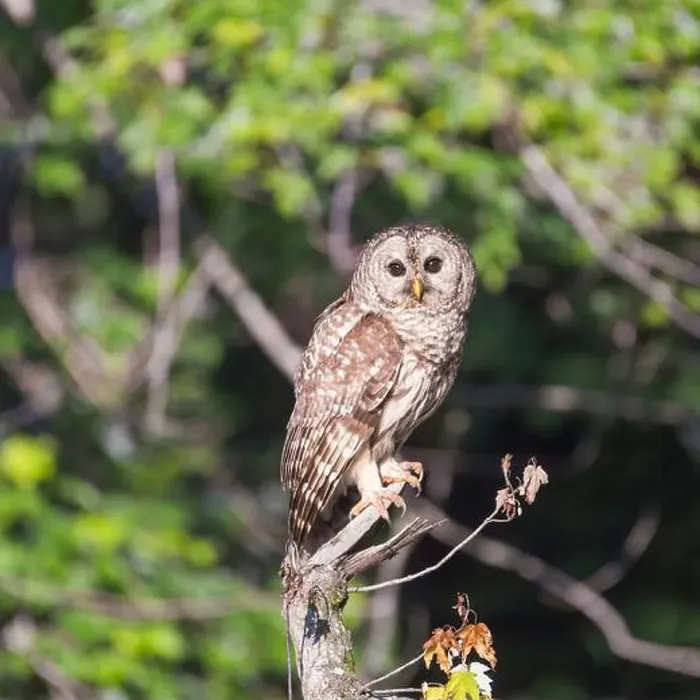 Framed Print : Juvenile Northern Barred owl (Strix varia) posing on a dry tree branch Framed Print : Juvenile Northern Barred owl (Strix varia) posing on a dry tree branch