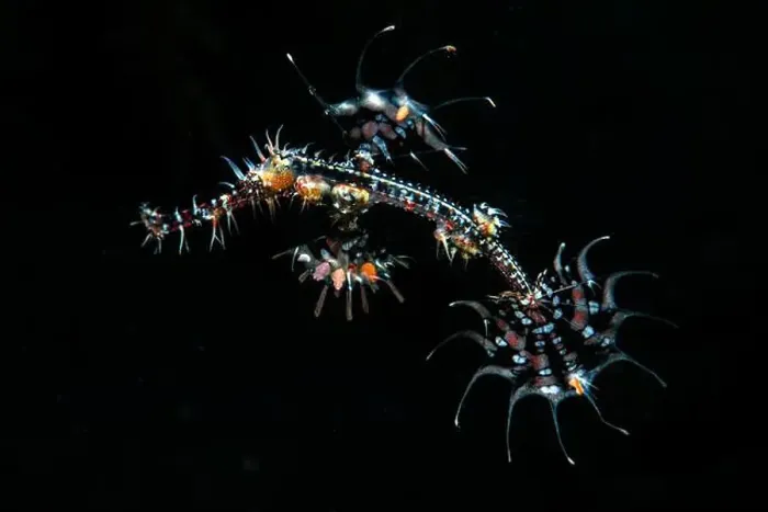 Framed Print : A juvenile ornate ghost pipefish Framed Print : A juvenile ornate ghost pipefish