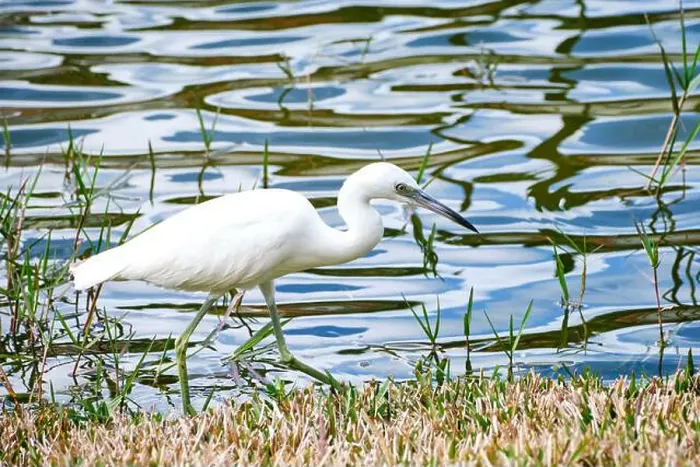 Framed Print : A juvenile snowy egret walks slowy along the edge of a Florida pond looking for food Framed Print : A juvenile snowy egret walks slowy along the edge of a Florida pond looking for food