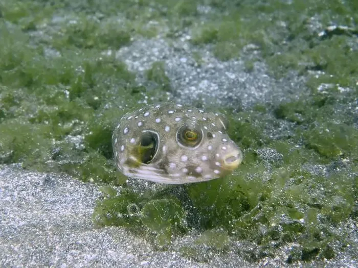 Framed Print : A juvenile white-spotted pufferfish (Arothron hispidus) floats above a sandy bottom covered with algae Framed Print : A juvenile white-spotted pufferfish (Arothron hispidus) floats above a sandy bottom covered with algae