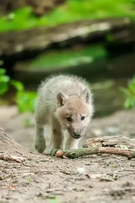 Framed Print : A juvenile wolf is casually strolling along a dusty rural path Framed Print : A juvenile wolf is casually strolling along a dusty rural path