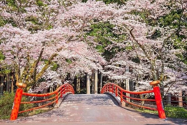 Kamijo, Shizuoka, Japan rural scene with cherry blossoms and a traditional bridge