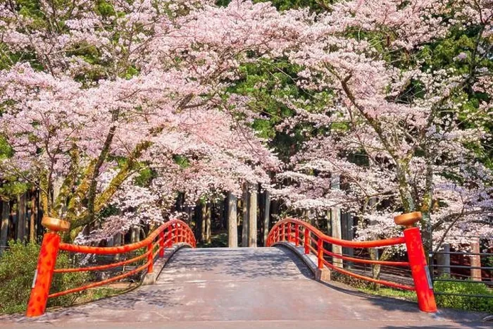 Framed Print : Kamijo, Shizuoka, Japan rural scene with cherry blossoms and a traditional bridge Framed Print : Kamijo, Shizuoka, Japan rural scene with cherry blossoms and a traditional bridge