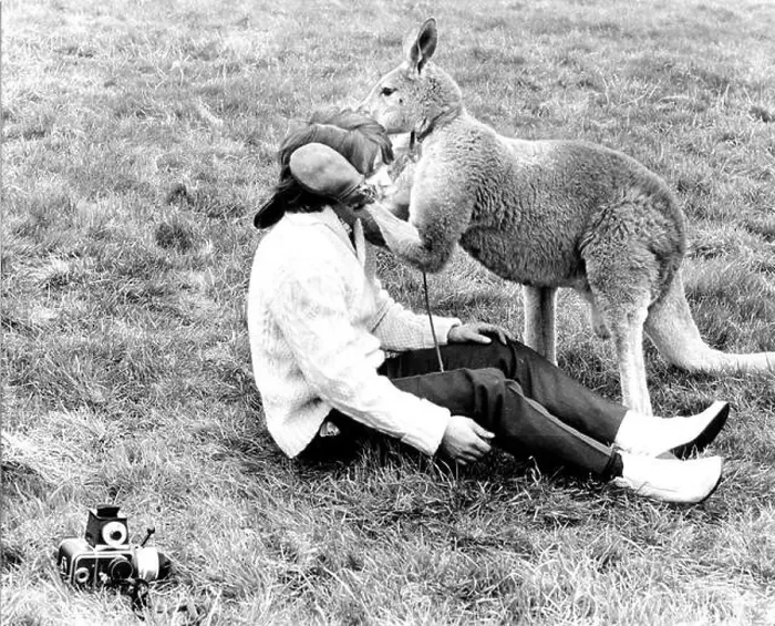 Framed Print : Kangaroo comforts photographer, England, Great Britain Framed Print : Kangaroo comforts photographer, England, Great Britain