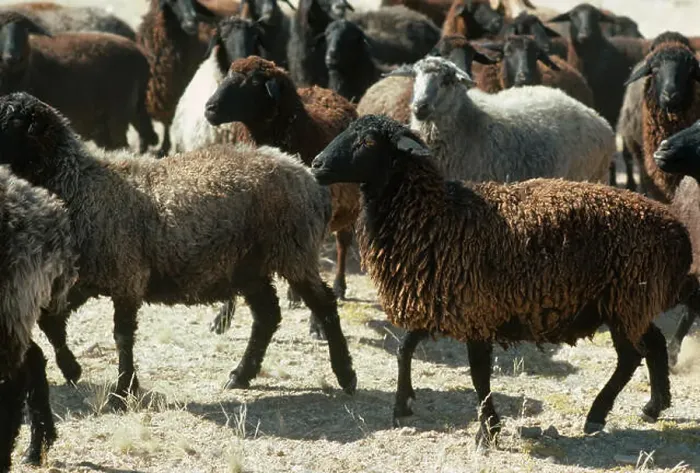 Framed Print : KARAKUL SHEEP flock originated in Turkistan, USSR and bred for lambs wool Framed Print : KARAKUL SHEEP flock originated in Turkistan, USSR and bred for lambs wool
