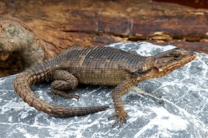Framed Print : Karoo girdled lizard / Cordylus polyzonus Framed Print : Karoo girdled lizard / Cordylus polyzonus