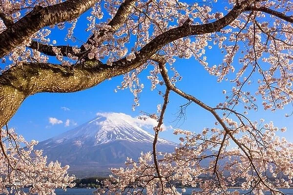 Kawaguchi Lake, Japan at Mt. Fuji with cherry blossoms in spring