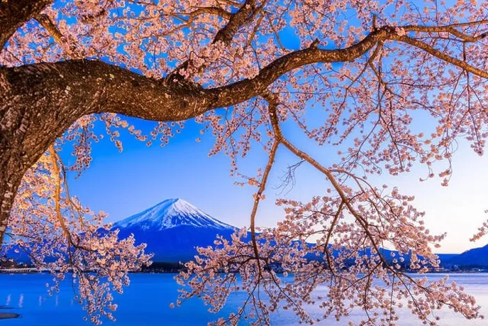 Framed Print : Kawaguchi Lake, Japan at Mt. Fuji in the evening during the spring Framed Print : Kawaguchi Lake, Japan at Mt. Fuji in the evening during the spring