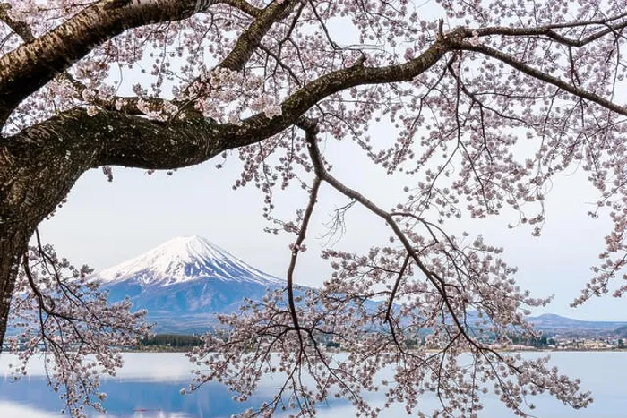 Framed Print : Kawaguchi Lake, Japan at Mt. Fuji in the evening during the spring Framed Print : Kawaguchi Lake, Japan at Mt. Fuji in the evening during the spring
