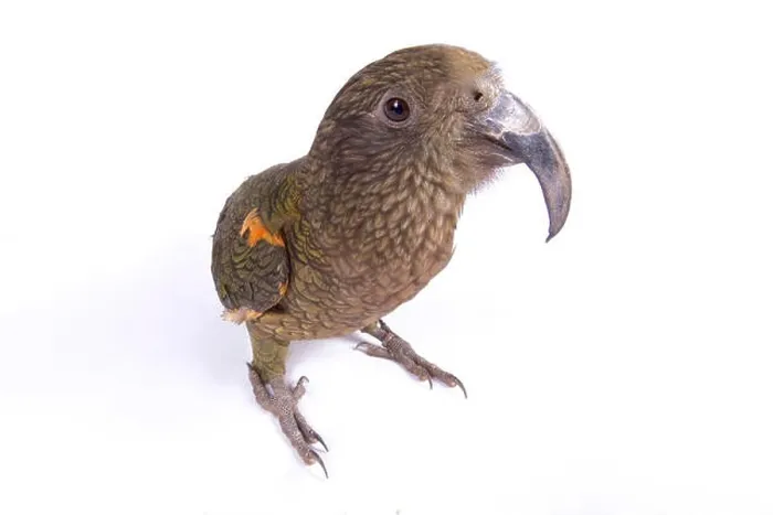 Framed Print : Kea, Nestor notabilis Framed Print : Kea, Nestor notabilis