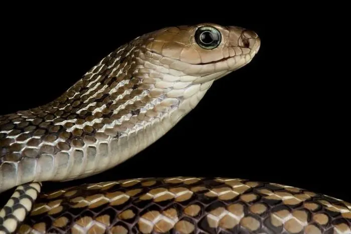 Framed Print : Keeled Rat Snake (Ptyas carinata) Framed Print : Keeled Rat Snake (Ptyas carinata)