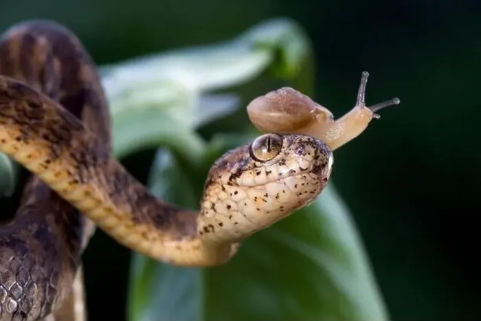 Framed Print : Keeled slug-eating snake with a snail on its head, Indonesia Framed Print : Keeled slug-eating snake with a snail on its head, Indonesia