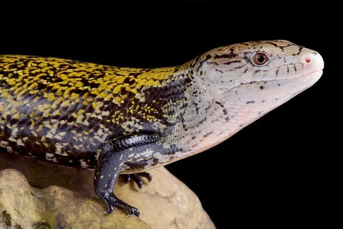 Framed Print : The kei island blue-tongued skink (Tiliqua gigas keyensis) is endemic to the Kei islands, part of Indonesia Framed Print : The kei island blue-tongued skink (Tiliqua gigas keyensis) is endemic to the Kei islands, part of Indonesia