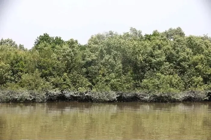 Framed Print : Khulna, Bangladesh - April 13, 2024: The Sundorbons is the largest mangrove forest in the world Framed Print : Khulna, Bangladesh - April 13, 2024: The Sundorbons is the largest mangrove forest in the world