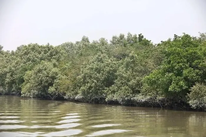Framed Print : Khulna, Bangladesh - April 13, 2024: The Sundorbons is the largest mangrove forest in the world Framed Print : Khulna, Bangladesh - April 13, 2024: The Sundorbons is the largest mangrove forest in the world