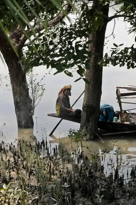 Framed Print : Khulna, Bangladesh - April 13, 2024: The Sundorbons is the largest mangrove forest in the world Framed Print : Khulna, Bangladesh - April 13, 2024: The Sundorbons is the largest mangrove forest in the world