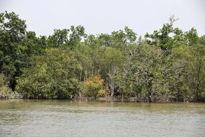 Framed Print : Khulna, Bangladesh - April 13, 2024: The Sundorbons is the largest mangrove forest in the world Framed Print : Khulna, Bangladesh - April 13, 2024: The Sundorbons is the largest mangrove forest in the world