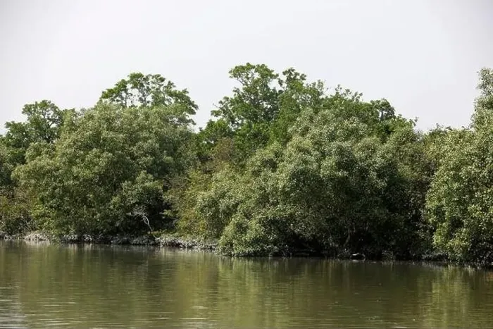 Framed Print : Khulna, Bangladesh - April 13, 2024: The Sundorbons is the largest mangrove forest in the world Framed Print : Khulna, Bangladesh - April 13, 2024: The Sundorbons is the largest mangrove forest in the world