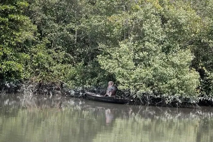 Framed Print : Khulna, Bangladesh - April 13, 2024: The Sundorbons is the largest mangrove forest in the world Framed Print : Khulna, Bangladesh - April 13, 2024: The Sundorbons is the largest mangrove forest in the world