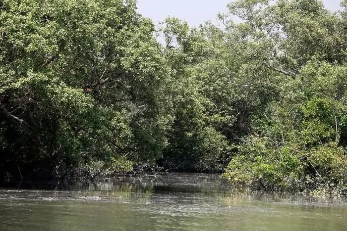 Framed Print : Khulna, Bangladesh - April 13, 2024: The Sundorbons is the largest mangrove forest in the world Framed Print : Khulna, Bangladesh - April 13, 2024: The Sundorbons is the largest mangrove forest in the world