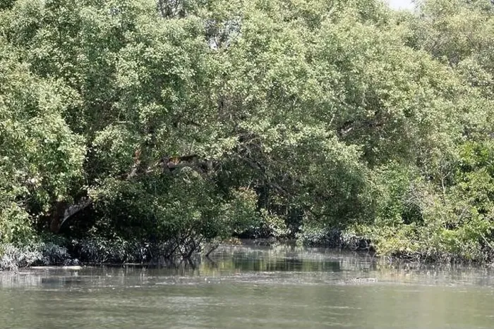 Framed Print : Khulna, Bangladesh - April 13, 2024: The Sundorbons is the largest mangrove forest in the world Framed Print : Khulna, Bangladesh - April 13, 2024: The Sundorbons is the largest mangrove forest in the world