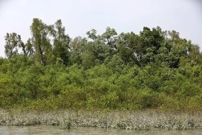 Framed Print : Khulna, Bangladesh - April 13, 2024: The Sundorbons is the largest mangrove forest in the world Framed Print : Khulna, Bangladesh - April 13, 2024: The Sundorbons is the largest mangrove forest in the world