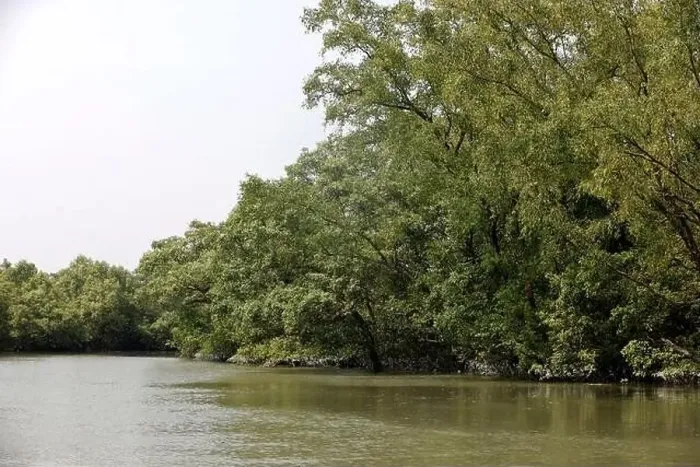 Framed Print : Khulna, Bangladesh - April 13, 2024: The Sundorbons is the largest mangrove forest in the world Framed Print : Khulna, Bangladesh - April 13, 2024: The Sundorbons is the largest mangrove forest in the world