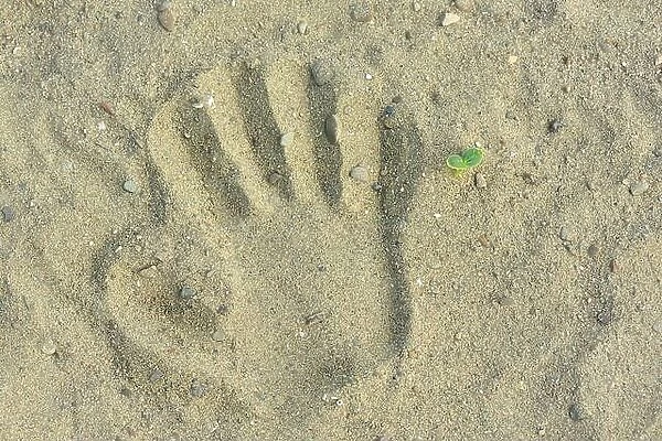 Kid hand prints on the sand neat a little plant