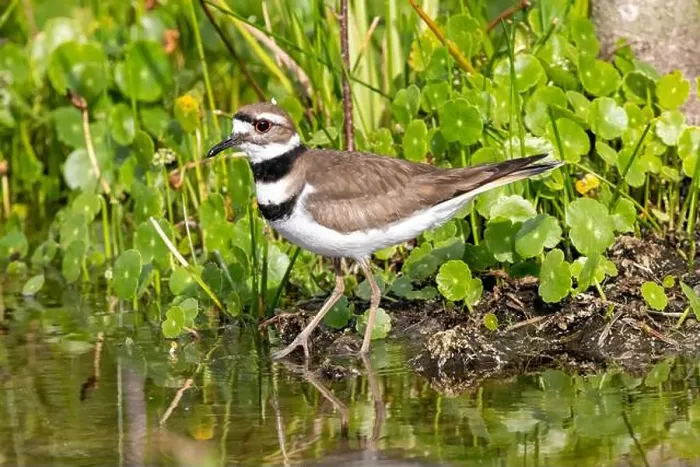 Framed Print : Killdeer (Charadrius vociferus) - Wakodahatchee Wetlands, Delray Beach, Florida, USA