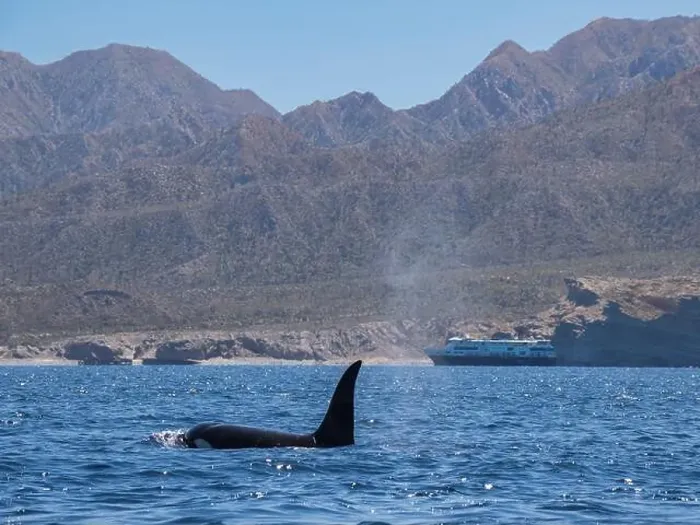 Framed Print : Killer whale pod (Orcinus orca), off Punta Colorada, Isla San Jose, Baja California Sur, Mexico, North America Framed Print : Killer whale pod (Orcinus orca), off Punta Colorada, Isla San Jose, Baja California Sur, Mexico, North America